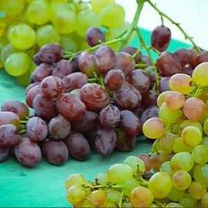 Грозде Kishmish: полза и вреда на плодове и ягодоплодни култури
