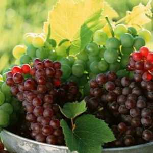 Мускатско грозде: описание на сорта и снимки