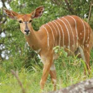 Антилопе: описание на видовете