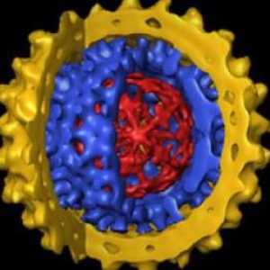Хепатит В вирус - какво е това? Как да се лекува хепатит В?