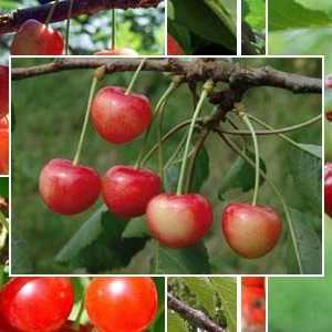 Cherry Baby: описание на сорта, характеристики, култивиране