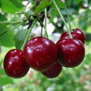 Cherry Ural ruby: снимки, описание на разнообразието, ревюта