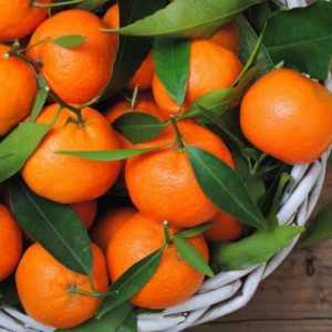 Витамини в мандарините: списък, полезни свойства, хранителна стойност и противопоказания