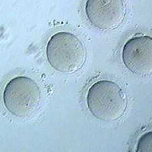 Витацията на яйцеклетките: какво е това?