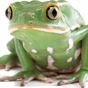 Външна структура на жабата. Характеристики на външната и вътрешната структура на земноводните,…