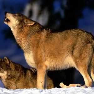 Вълк в дивата природа. Продължителността на живота на вълците