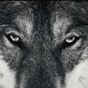 Вълци: видове вълци, описание, природа, местообитание