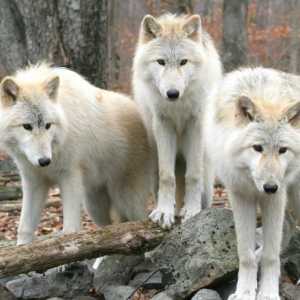 "Да се ​​страхуваш от вълци не е да отидеш в гората". Малка история за значението на…