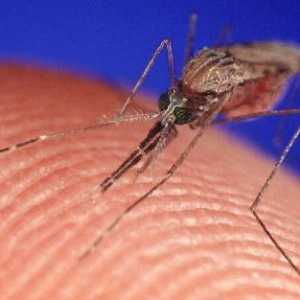 Въпрос: Защо комарът ухапва комарите?