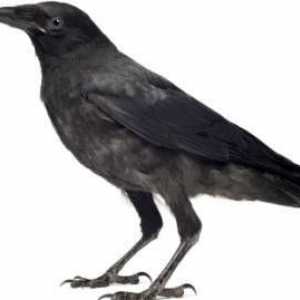 Raven и гарван: каква е разликата във външния вид и поведението на птиците