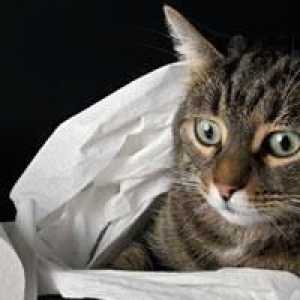Възпаление на параналните жлези в котка: причини, симптоми и лечение