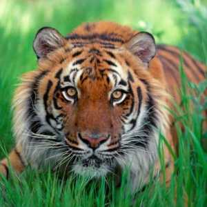 Източен хороскоп: Тигър. Година на тигъра, характеристика на родената в годината на тигъра