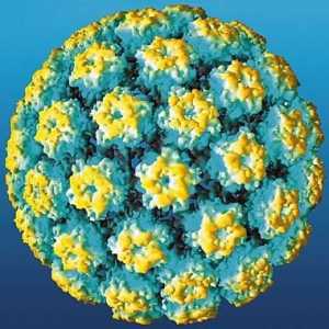 HPV при жените: опасните последствия от най-разпространения вирус