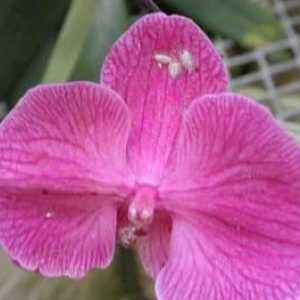 Вредители от орхидеи: спасяването на екзотичната ни красота