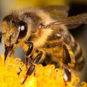 Всичко за това, което пчелата яде