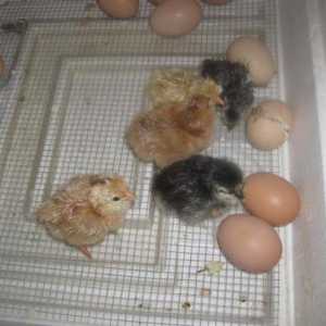 Излюпване на пилета в инкубатор у дома