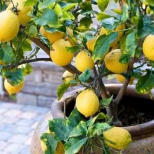 Отглеждане на лимоново дърво у дома