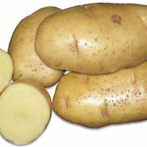 Картофи с висок добив Шалове: описание на сортовете