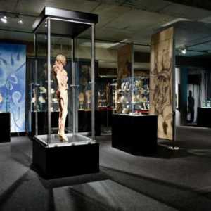 Изложба "Body of Man" (SPb): описание и рецензии на посетителите