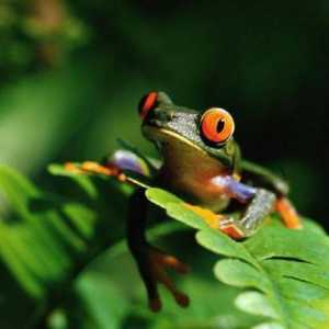 Забавни и забавни загадки за жабата за вашето дете