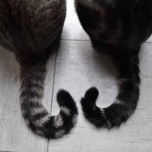 Защо котката има опашка? Каква е значимостта на опашката за котка?