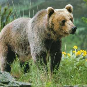 Загадката на мечката за деца: помага на детето си да научи за това животно много нови неща