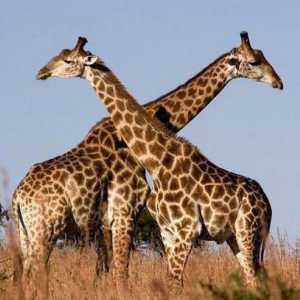 Загадка за жираф за деца като склад за факти