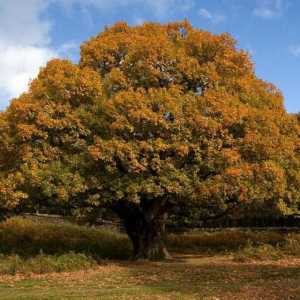 Мистерии за дъба - дърво, което живее няколко стотин години