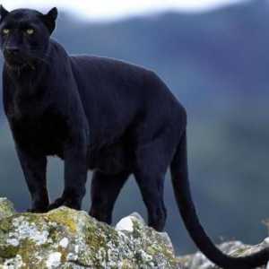 Мистериозна дива котка - черен ягуар: описание, местообитания