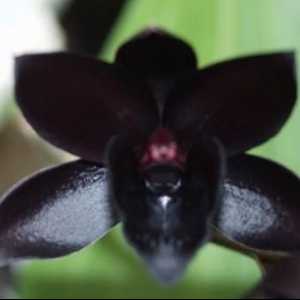 Тайнствени цветя - черни орхидеи