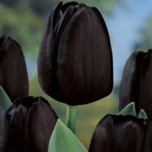 Мистериозни лалета: черни цветя в градината