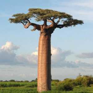 Тайнствен баобав: дърво на чудо