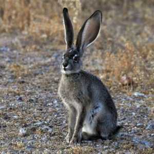 Зайци. Техните биологични особености. Каква е максималната скорост на заек?