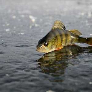 Зимен риболов през зимата: характеристики, възможни причини и начини за предотвратяване