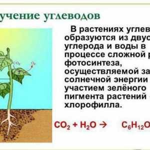 Резервен въглехидрат на растенията, неговата роля в процеса на живот