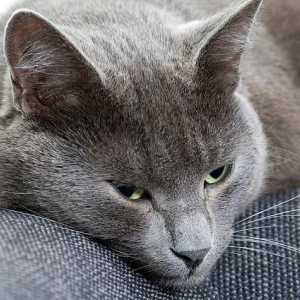 Запек в котка: причини и лечение вкъщи