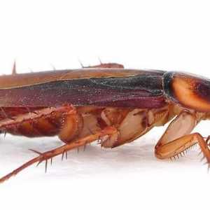 Защита срещу хлебарки. Народни средства за вредни насекоми