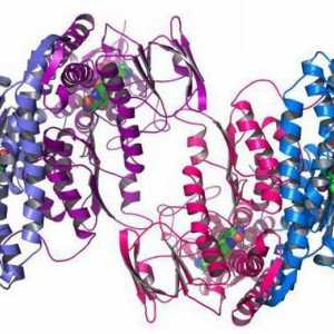 Защитна функция на протеините. Структура и функция на протеините