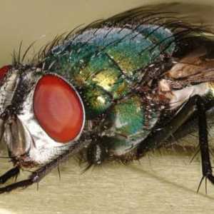 Зелена муха: описание, снимка. Как да се отървете от зелените мухи?