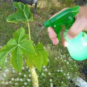 Зелен сапун за растения - избор на истински летни жители
