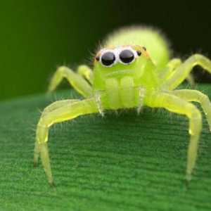 Зелен паяк. Какви са зелените паяци?