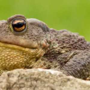 Земната жаба е амфибия с лоша репутация. Това ли е така?