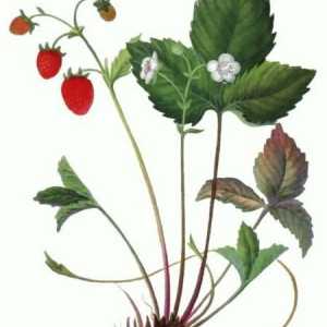 Дивата ягода: ползите от витамините