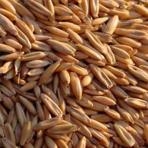 Зърно фураж: качество и съхранение. Как се различава фуражното зърно от обичайното?