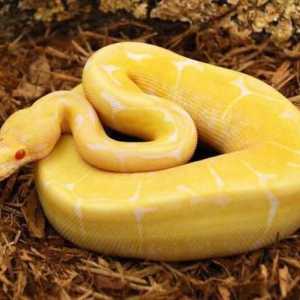 Жълта змия: сортове и характеристики