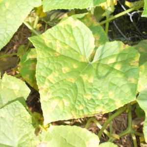 Жълти листа на краставици: причини и методи на борба