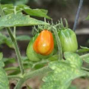 Жълти петна върху листата на доматената дървесина: причините за появата и методите на борба