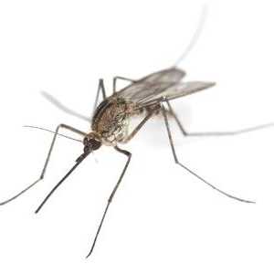 Дивата природа: безвредни мъжки комари и техните "кървави" приятелки
