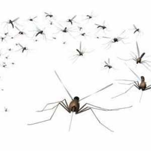 Дивата природа: защо комарите пият кръв и защо умират?
