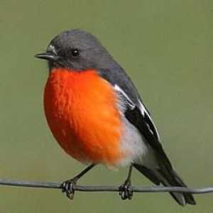 Дива природа: zaynka - малка птица, но много горди!